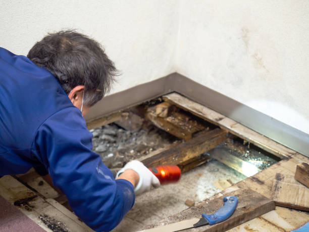 Professional Mold Removal in East Meadow, NY