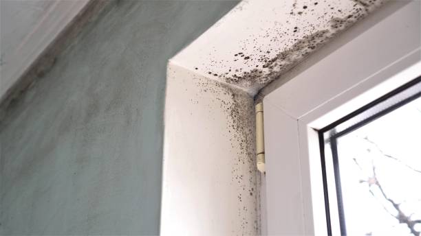 Best Black Mold Removal  in East Meadow, NY