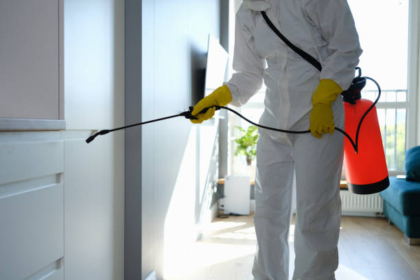 Best Attic Mold Removal  in East Meadow, NY