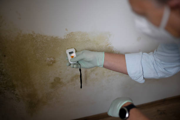 Best Emergency Mold Removal  in East Meadow, NY
