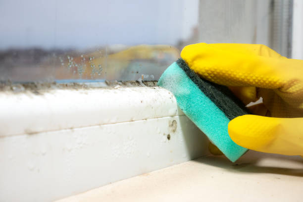 Best Mold Remediation Experts  in East Meadow, NY