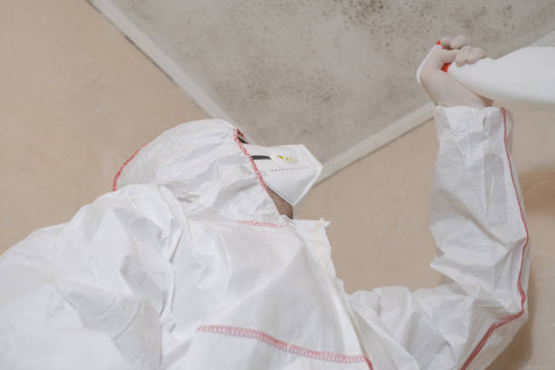 Certified Mold Removal in East Meadow, NY