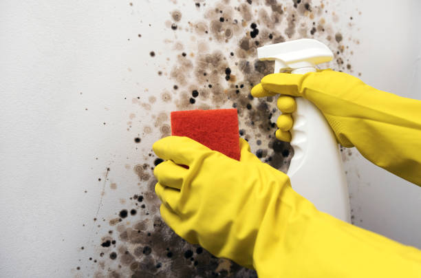 Best Mold Testing  in East Meadow, NY