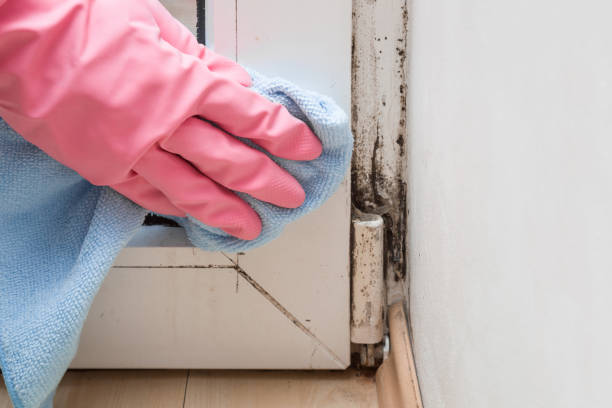 Best Certified Mold Removal  in East Meadow, NY