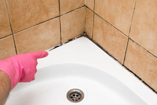 Best Attic Mold Removal  in East Meadow, NY